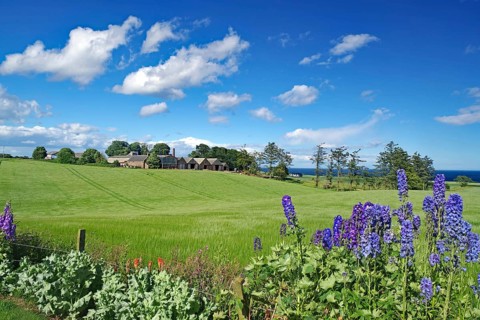 Blooming flowers and green meadows with houses under a blue sky, Larkspur, Aberdeenshire, Scotland,