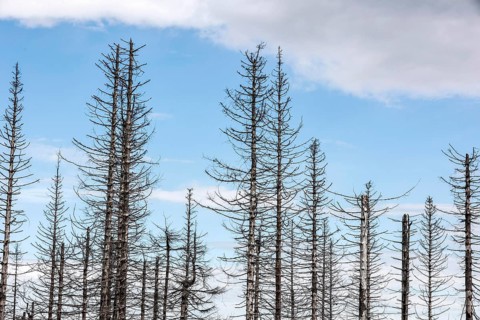 Tree mortality in the Harz Mountains. Dead pine trees in the Harz National Park, Torfhaus,