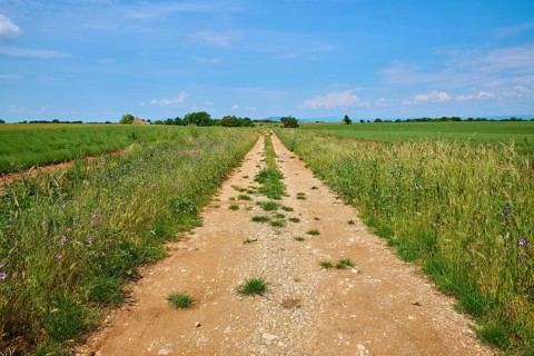 A dirt track leads straight ahead through green grain fields and lavender fields (Lavandula),