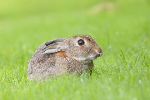 Wild rabbit (Oryctolagus cuniculus), in a meadow, adult, alert, wildlife, mammal, Baltic Sea coast,