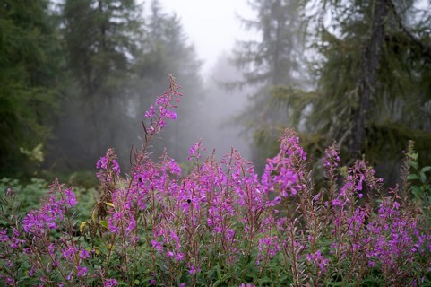 Invasive blooming sally (Epilobium angustifolium), Almenweg, Klammeben, Hirzer near Saltaus,