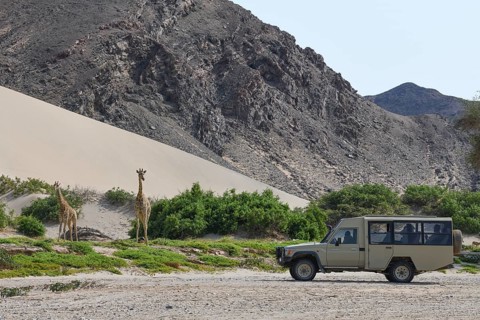Tourists watching Angola giraffes (Giraffa camelopardalis angolensis) in the Hoanib dry river,
