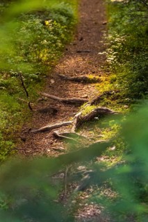 A forest path interspersed with roots in the sunlight, Black Forest, Gechingen, Germany, Europe