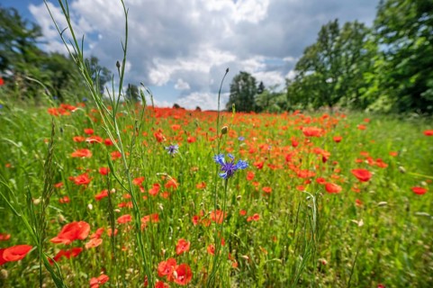 Flowering poppy flowers (Papaver rhoeas), in front a cornflower (Centaurea cyanus) in a field,