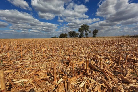Romania, in the south of the country, maize field after harvest, harvested, stubble field, Europe