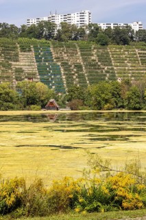 The hornwort plant (Ceratophyllum demersum) covers almost the entire Max-Eyth-See in Stuttgart. Now