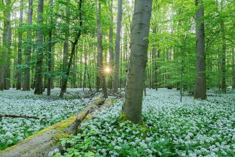 Near-natural deciduous forest with flowering wild garlic (Allium ursinum), sun star, Hainich