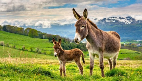 A large and a small donkey, mother and foal, stand in a meadow with a panoramic landscape in the