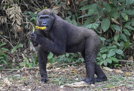 Western lowland gorilla (Gorilla gorilla gorilla) with a banana, male animal, Réserve Lésio-Louna