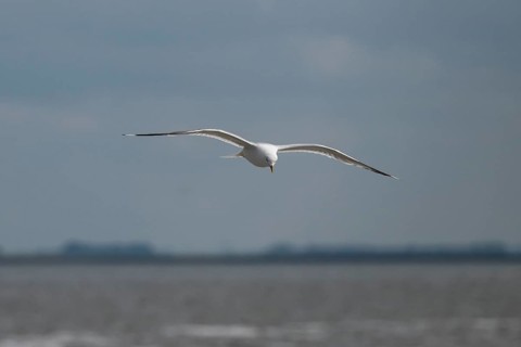 Seagull in flight, in the background Hallig Hooge, North Frisia, Schleswig-Holstein, Germany,
