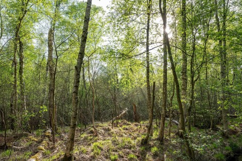 Downy birches (Betula pubescens) in spring, Sonnenstern, Großes Moor, Lower Saxony, Germany, Europe