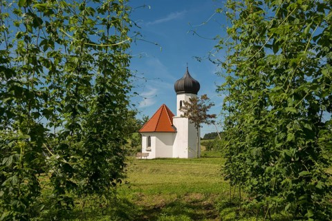 Chapel and hop gardens, hop growing, hop plantation, St George's Chapel, St George's Chapel,