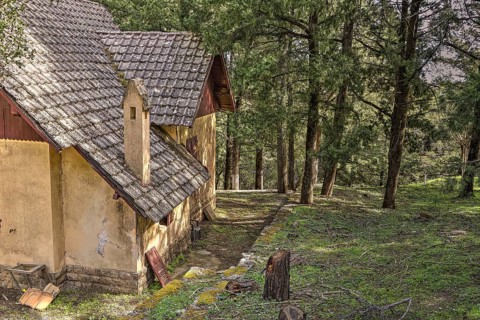 A house with tiled roof and chimney in the peaceful green forest, Big old trees, wild nature,
