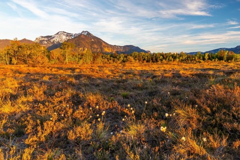 Cottongrasses (Eriophorum), True grasses (Poaceae), Birch (Betula), Betulaceae, spring, raised bog