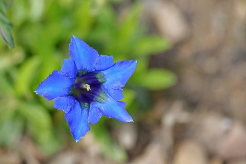 Blue Stemless gentian (Gentiana acaulis), Bavaria, Germany, Europe