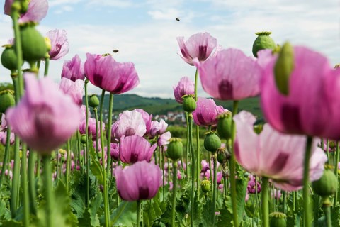 Opium poppy (Papaver somniferum), opium poppy field, Erlenbach, near Heilbronn, Baden-Württemberg,