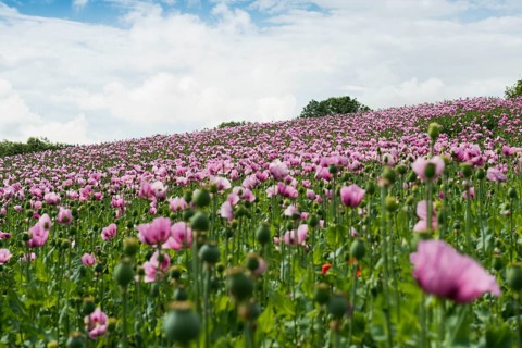Opium poppy (Papaver somniferum), opium poppy field, Erlenbach, near Heilbronn, Baden-Württemberg,