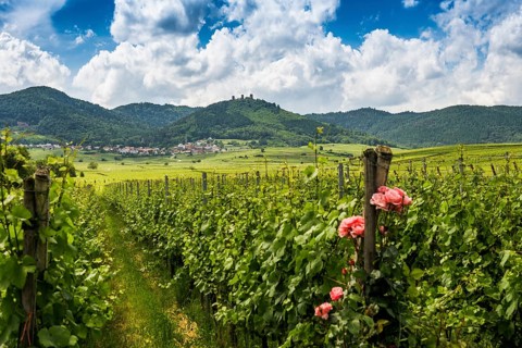 Village in the vineyards and castle ruins, Les Trois Châteaux d'Eguisheim, Husseren-les-Châteaux,