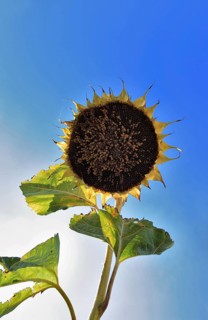 Romania, near Giurgiu in the south of the country, sunflowers ripe for the harvest, Europe