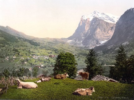 Grindelwald, Cows in the pasture, Bernese Oberland, Switzerland, Historic, digitally restored