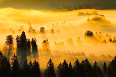 Fog and forest at the Rothenthurm high moor, Canton Schwyz, Switzerland, Europe