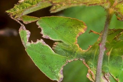 Close-up of Pulchriphyllium species, leaf insect, walking leaf native to the tropical forests of