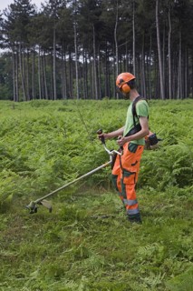 Forester wearing earmuffs removing bracken with string trimmer in forest