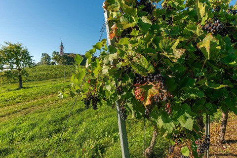 Pinot Noir grapes, viticulture, Birnau pilgrimage church, Uhldingen-Mühlhofen, Lake Constance,
