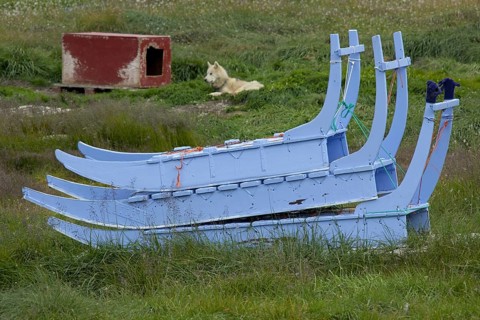 Dog sleds and sled dog with kennel in summer at Ilulissat, Disko-Bay, West-Greenland, Greenland,