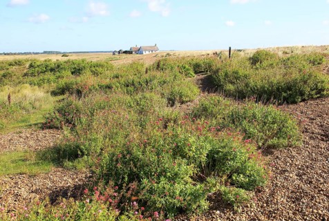 Valerian plant vegetated shingle beach, Shingle Street, Suffolk, England, Uk