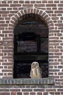 Eurasian eagle-owl (Bubo bubo), fledgling, in an old window of the Malakow tower, industrial