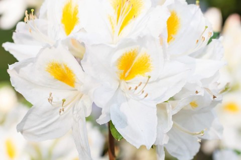 Rhododendron (azalea) flowers of various colors in the spring garden. Closeup. Blurred background
