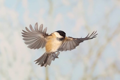 Willow Tit (Parus montanus), in flight, high speed aerial photograph, winter, animals, birds,