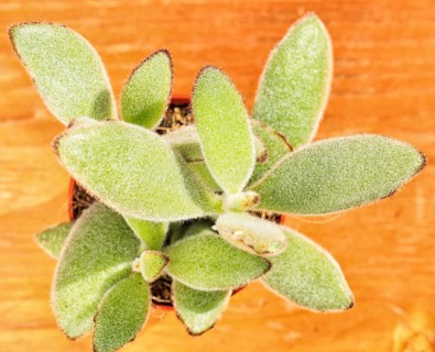 Beautiful little plant, succulent in a small flower pot. on the wooden background