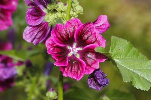 Common mallow (Malva sylvestris), North Rhine-Westphalia, Germany, Europe