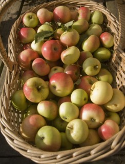 Close up looking down on wicker basket filled with freshly picked apples