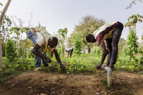 Farmers practising organic farming at the agroecological training centre Centre Beo-Noree in