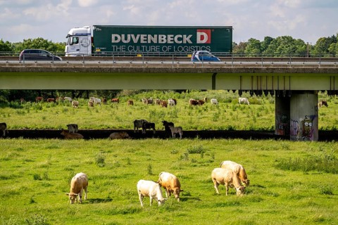 Lorry on the A40 motorway, bridge over the Ruhr and Styrumer Ruhrauen, herd of cattle, dairy cows