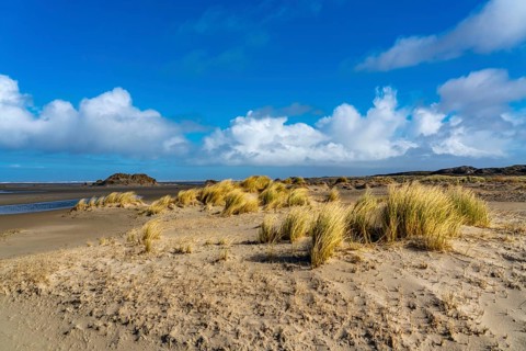 Dune landscape, sand dunes, dune grass in the west of Borkum, island, East Frisia, winter, season,