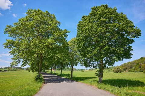 Avenue of large-leaved lindens (Tilia platyphyllos) in Nettersheim, Eifel, Euskirchen district,