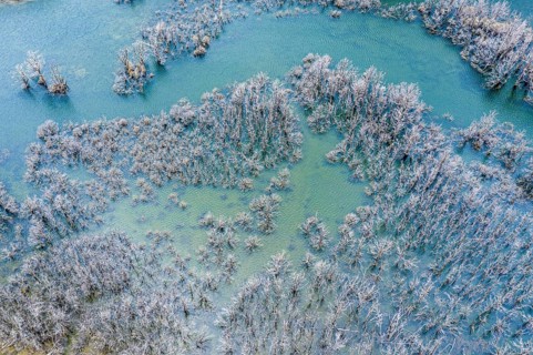 Flooded forest with dead trees, river Rio Norte damned by landslide creating a new lake, aerial