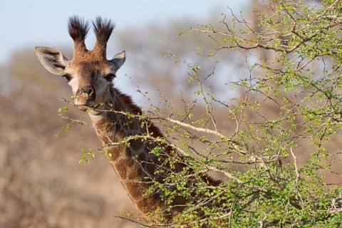 South African giraffe (Giraffa camelopardalis giraffa), young animal feeding on leaves, looking at