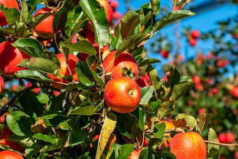 Apple-growing region in the Adige Valley, South Tyrol, large areas under cultivation, in South