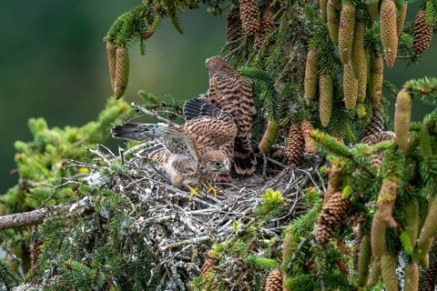 Common kestrel (Falco tinnunculus), young birds not yet ready to fly in the nest,