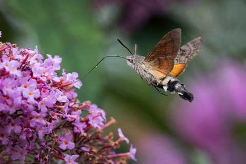 A dove tail (Macroglossum stellatarum) sucking nectar from a purple flower, flying, Hesse, Germany,