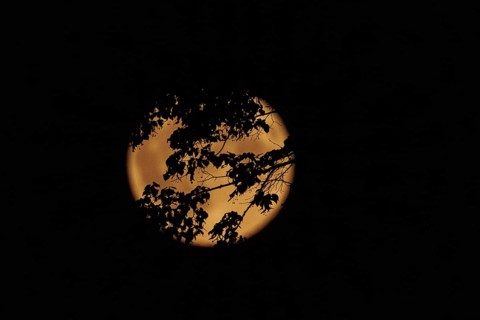 A super moon shines over the Tiergarten in Berlin, 19.08.2024