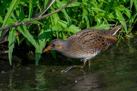 Spotted crake (Porzana porzana, Ortygometra porzana) foraging in marshland in summer