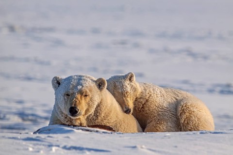 Polar bears (Ursus maritimus), polar bear mother and young sleeping in the snow, Kaktovik, Arctic
