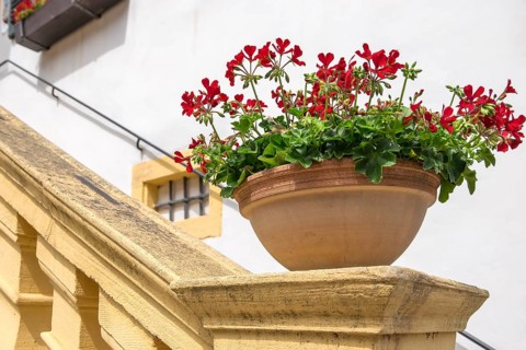 A flower pot with red geraniums stands on a railing of a stone staircase in the sunshine,