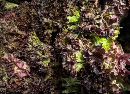 Several heads of lettuce Lollo Rosso (Lactuca sativa) unpacked in bulk Display by retail wholesaler